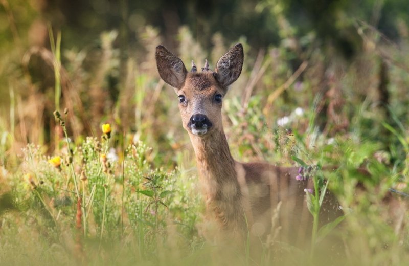Camping dicht bij natuurgebieden